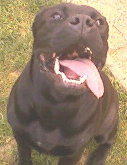 baisée par mon chien